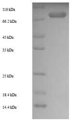 Recombinant Arabidopsis thaliana Putative protease Do-like 12, mitochondrial (DEGP12) – Figure 1 of 1