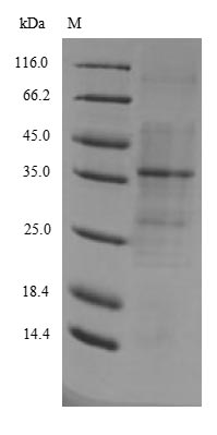 Recombinant Arabidopsis thaliana Probable WRKY transcription factor 40 (WRKY40) – Figure 1 of 1