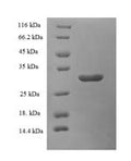 Recombinant Arabidopsis thaliana Probable WRKY transcription factor 2 (WRKY2), partial – Figure 1 of 1