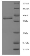 Recombinant Human Protein MIS12 homolog (MIS12) – Figure 1 of 1