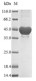 (Tris-Glycine gel) Discontinuous SDS-PAGE (reduced) with 5% enrichment gel and 15% separation gel.