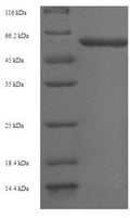 Recombinant Arabidopsis thaliana Protein ABSCISIC ACID-INSENSITIVE 5 (ABI5) – Figure 1 of 1