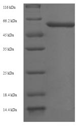 Recombinant Arabidopsis thaliana Protein ABSCISIC ACID-INSENSITIVE 5 (ABI5) – Figure 1 of 1