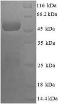 Recombinant Human COP9 signalosome complex subunit 7a (COPS7A) – Figure 1 of 1