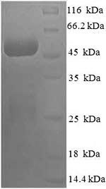 Recombinant Human COP9 signalosome complex subunit 7a (COPS7A) – Figure 1 of 1