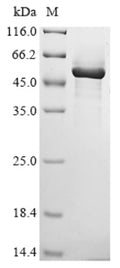 Recombinant Human Phosphatidylserine decarboxylase proenzyme, mitochondrial (PISD) – Figure 1 of 1