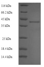 Recombinant Mouse Ribosyldihydronicotinamide dehydrogenase [quinone] (Nqo2) – Figure 1 of 1