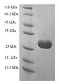 Recombinant Human Multifunctional methyltransferase subunit TRM112-like protein (TRMT112) – Figure 1 of 1