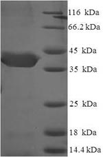 Recombinant Human CUE domain-containing protein 2 (CUEDC2), partial – Figure 1 of 1