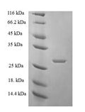 Recombinant Human DNA-directed RNA polymerase I subunit RPA12 (ZNRD1) – Figure 1 of 1
