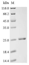 Recombinant Qbeta virus Capsid protein – Figure 1 of 1