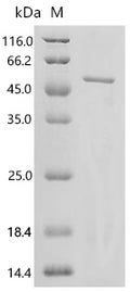 Recombinant Mouse TSC22 domain family protein 4 (Tsc22d4) – Figure 1 of 1