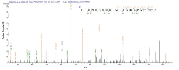 Based on the SEQUEST from database of E.coli host and target protein, the LC-MS/MS Analysis result of CSB-EP887990HU could indicate that this peptide derived from E.coli-expressed Homo sapiens (Human) ACSS3.