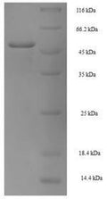 Recombinant Human Homeobox protein NANOG (NANOG) – Figure 1 of 1