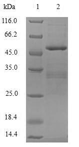 (Tris-Glycine gel) Discontinuous SDS-PAGE (reduced) with 5% enrichment gel and 15% separation gel.