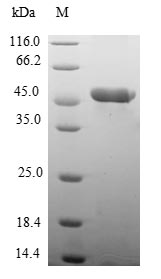 (Tris-Glycine gel) Discontinuous SDS-PAGE (reduced) with 5% enrichment gel and 15% separation gel.