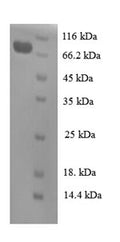 Recombinant Human Cell division cycle protein 23 homolog (CDC23), partial – Figure 1 of 1
