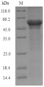 Recombinant Schizosaccharomyces pombe NADH kinase pos5, mitochondrial (pos5) – Figure 1 of 1