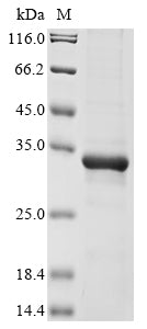 (Tris-Glycine gel) Discontinuous SDS-PAGE (reduced) with 5% enrichment gel and 15% separation gel.