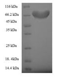 Recombinant Human Fizzy-related protein homolog (FZR1) – Figure 1 of 1
