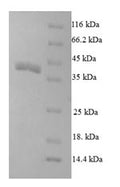 Recombinant Drosophila melanogaster Partner of bursicon (pburs) – Figure 1 of 1