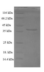 Recombinant Drosophila melanogaster Bursicon (burs) – Figure 1 of 1
