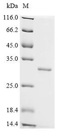 (Tris-Glycine gel) Discontinuous SDS-PAGE (reduced) with 5% enrichment gel and 15% separation gel.