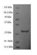 Recombinant Human Mitochondrial import inner membrane translocase subunit Tim10 B (TIMM10B) – Figure 1 of 1