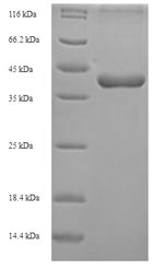 Recombinant Mouse CCN family member 5 (Ccn5) – Figure 1 of 1