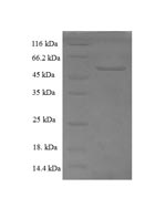 Recombinant Human Endoplasmic reticulum-Golgi intermediate compartment protein 3 (ERGIC3), partial – Figure 1 of 1
