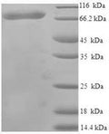 Recombinant Human Harmonin (USH1C) – Figure 1 of 1
