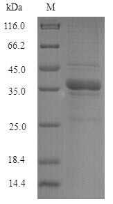 Recombinant Human 60S ribosome subunit biogenesis protein NIP7 homolog (NIP7) – Figure 1 of 1