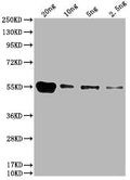 Western Blot
Positive WB detected in: HIS fusion protein 1 at 20ng, 10ng, 5ng, 2.5ng
All lanes: HIS antibody at 1:1000
Secondary
Goat polyclonal to mouse IgG at 1/50000 dilution
Predicted band size: 55 kDa
Observed band size: 55 kDa