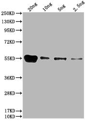 Western Blot
Positive WB detected in: HIS fusion protein 1 at 20ng, 10ng, 5ng, 2.5ng
All lanes: HIS antibody at 1:1000
Secondary
Goat polyclonal to mouse IgG at 1/50000 dilution
Predicted band size: 55 kDa
Observed band size: 55 kDa