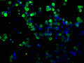 Immunofluorescence staining of transfected HEK293 cells with CSB-MA000041M0m at 1:100, counter-stained with DAPI. The cells were fixed in 4% formaldehyde, permeabilized using 0.2% Triton X-100 and blocked in 10% normal Goat Serum. The cells were then incubated with the antibody overnight at 4°C. The secondary antibody was Alexa Fluor 488-congugated AffiniPure Goat Anti-Mouse IgG(H+L).