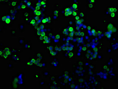 Immunofluorescence staining of transfected HEK293 cells with CSB-MA000041M0m at 1:100, counter-stained with DAPI. The cells were fixed in 4% formaldehyde, permeabilized using 0.2% Triton X-100 and blocked in 10% normal Goat Serum. The cells were then incubated with the antibody overnight at 4°C. The secondary antibody was Alexa Fluor 488-congugated AffiniPure Goat Anti-Mouse IgG(H+L).