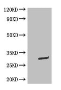 WB: Mouse Anti-eGFP monoclonal antibody at 0.1ug/ml
Lane 1:HEK-293 cell lysate
Lane 2:GFP transfected HEK-293 cell lysate
Secondary
Goat polyclonal to Mouse IgG at 1/5000 dilution
Predicted band size : 30kd
Observed band size : 30kd