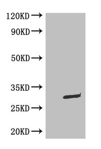 WB: Mouse Anti-eGFP monoclonal antibody at 0.1ug/ml
Lane 1:HEK-293 cell lysate
Lane 2:GFP transfected HEK-293 cell lysate
Secondary
Goat polyclonal to Mouse IgG at 1/5000 dilution
Predicted band size : 30kd
Observed band size : 30kd