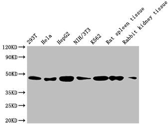 Western Blot Positive WB detected in: 293T whole cell lysate, Hela whole cell lysate, HepG2 whole cell lysate, NIH/3T3 whole cell lysate, K562 whole cell lysate, Rat spleen tissue, Rabbit kidney tissue All lanes: ACTB antibody at 1:5000 Secondary Goat polyclonal to mouse IgG at 1/50000 dilution Predicted band size: 42 KDa Observed band size: 42 KDa Exposure time: 5min