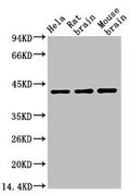 Western blot analysis of Hela (1), Rat brain (2), Mouse brain (3), (A02) diluted at 1:10000.