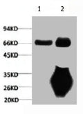 1) Input: Mouse Brain Tissue Lysate  2) IP product: IP dilute 1:200