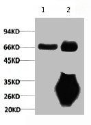 1) Input: Mouse Brain Tissue Lysate  2) IP product: IP dilute 1:200
