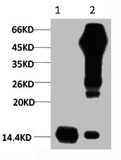1) Input: Hela Cell Lysate  2) IP product: IP dilute 1:200