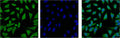 IF analysis of Hela with antibody (Left) and DAPI (Right) diluted at 1:100.