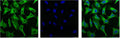 IF analysis of Hela with antibody (Left) and DAPI (Right) diluted at 1:100.