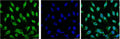 TP53 Monoclonal Antibody – Figure 1 of 3