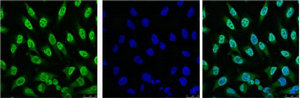 TP53 Monoclonal Antibody – Figure 1 of 3