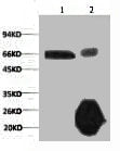 1) Input: Hela Cell Lysate  2) IP product: IP dilute 1:200