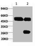 1) Input: Hela Cell Lysate  2) IP product: IP dilute 1:200