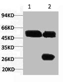 1) Input: Hela Cell Lysate  2) IP product: IP dilute 1:200